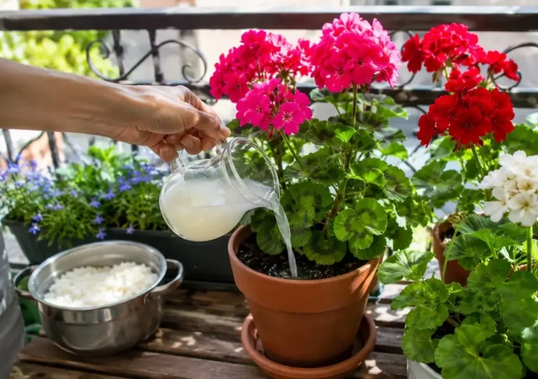 Acqua di Riso per Gerani: Il Rimedio Naturale che Favorisce una Fioritura Spettacolare
