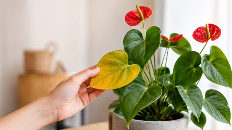 Perché le Foglie dell’Anthurium Diventano Gialle? Ecco le Cause e le Soluzioni